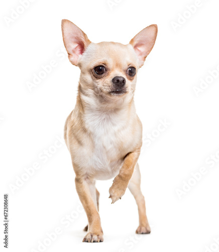 Chihuahua dog standing, cut out © Eric Isselée