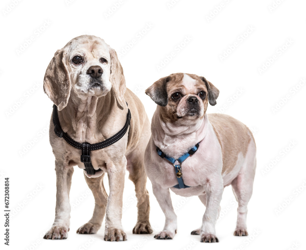 Obraz premium Shi Tzu and Cocker Spaniel dogs standing, cut out
