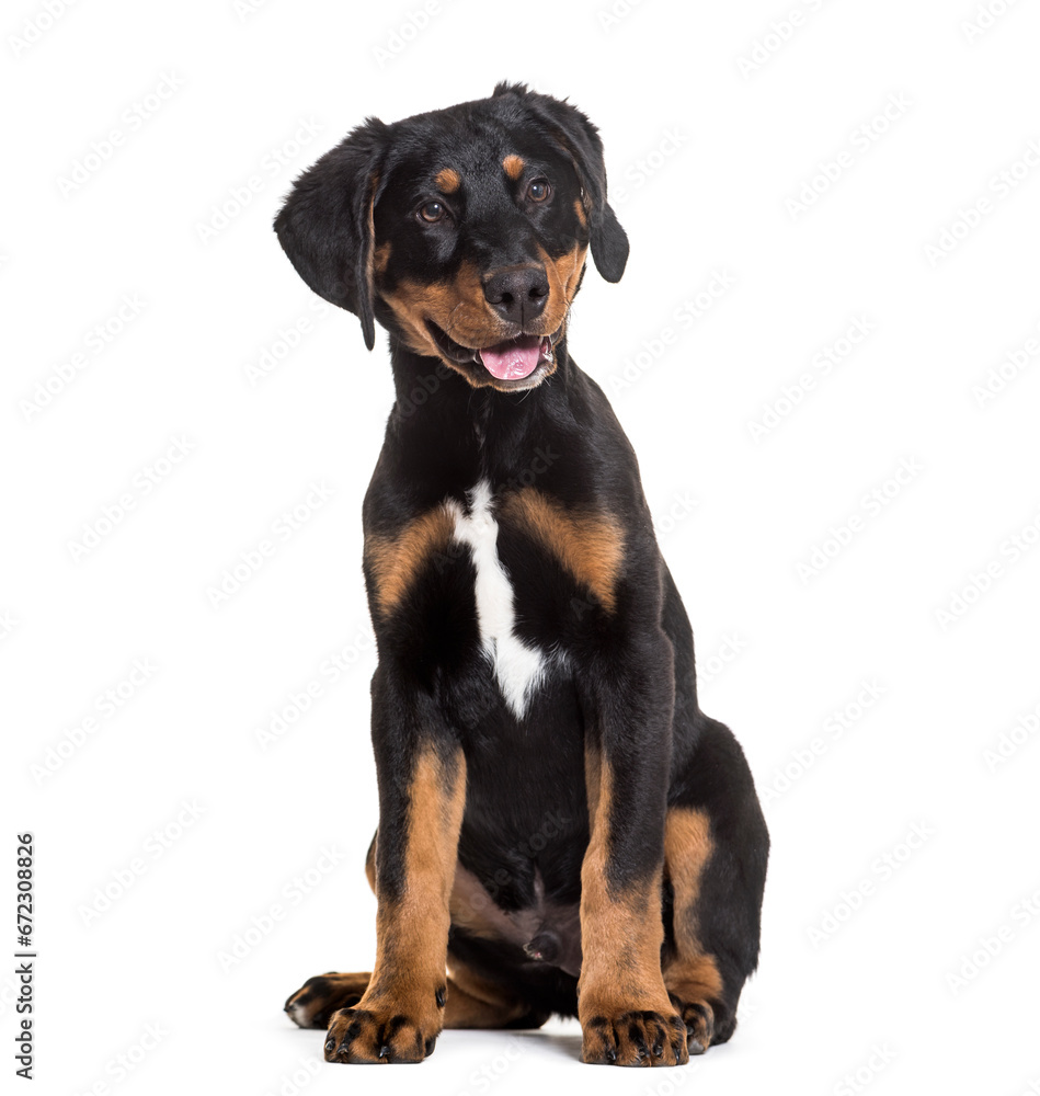 Mixed-breed dog sitting and panting, cut out