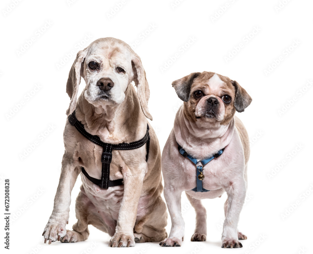 Shi Tzu and Cocker Spaniel dogs sitting and standing, cut out