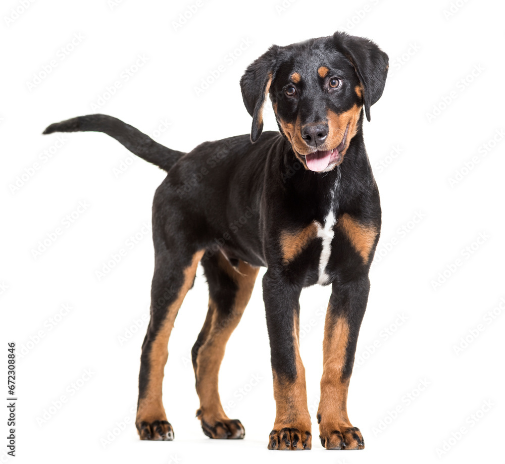 Mixed-breed dog standing and panting, cut out