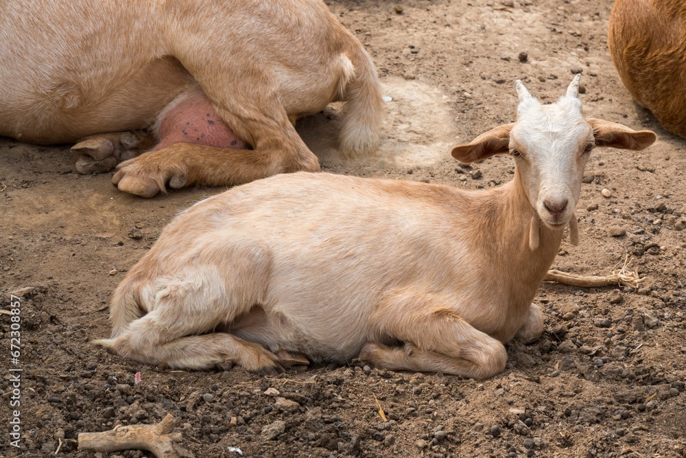 Fototapeta premium Closeup of a lamb laying on the ground in the countryside