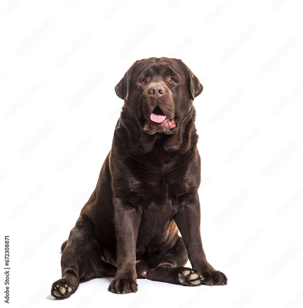 Labrador Retriever dog sitting and panting, cut out