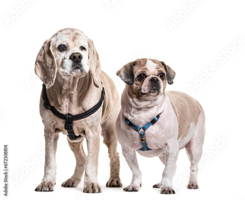 Shi Tzu and Cocker Spaniel dogs standing, cut out