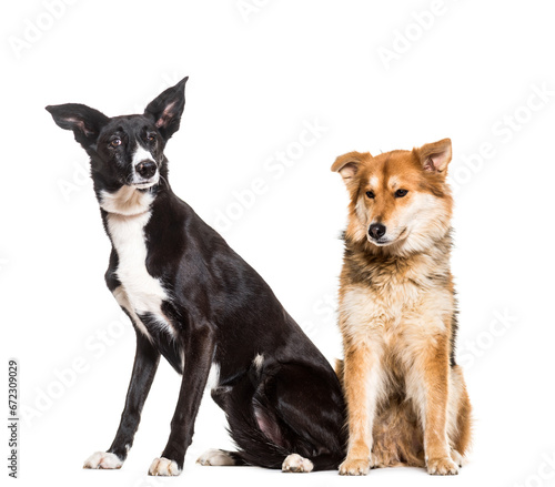 Mixed-breed dogs sitting, cut out