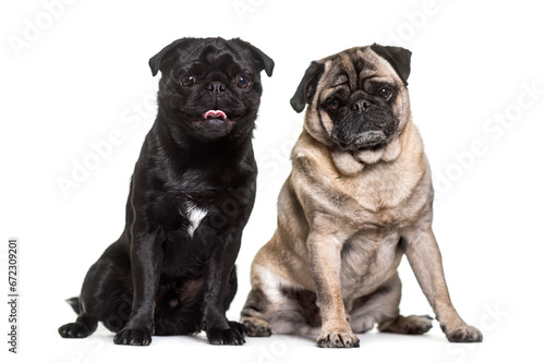 Two pug dogs sitting  cut out