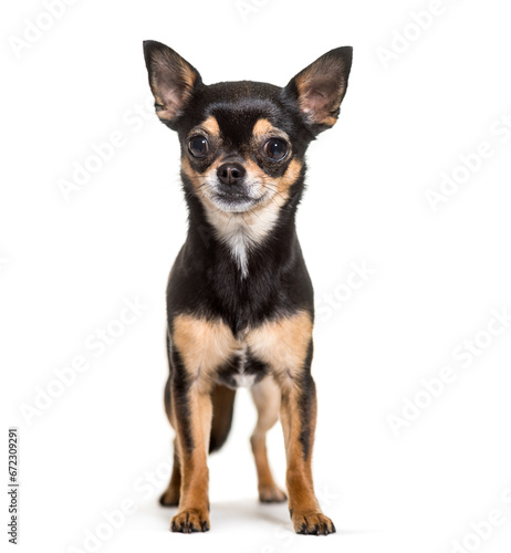 Chihuahua dog standing, cut out