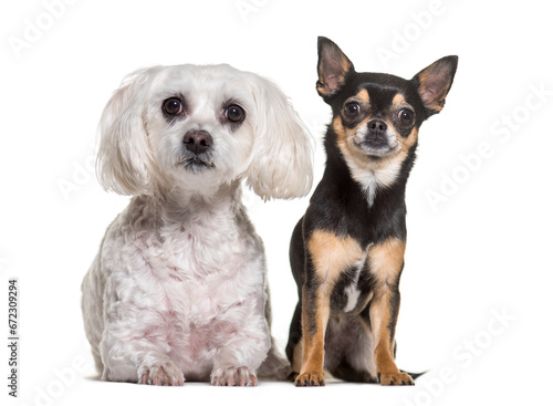 Chihuahua and Maltese dogs standing  cut out