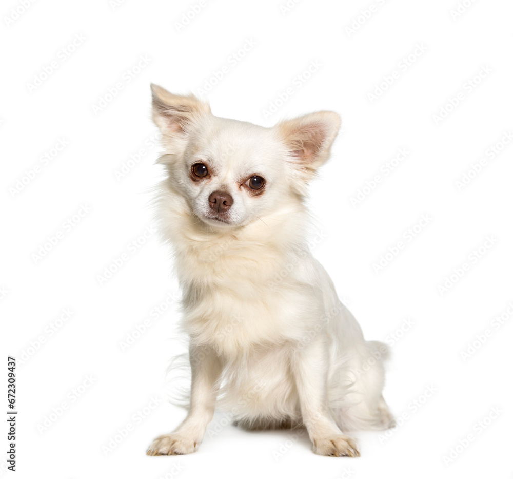 Chihuahua dog sitting, cut out