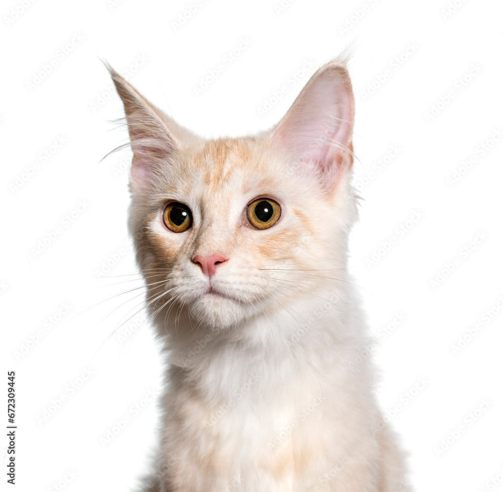Close-up of Mixed-breed cat, cut out