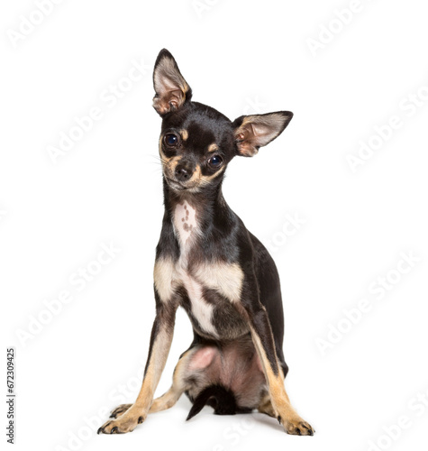 Chihuahua dog sitting, cut out