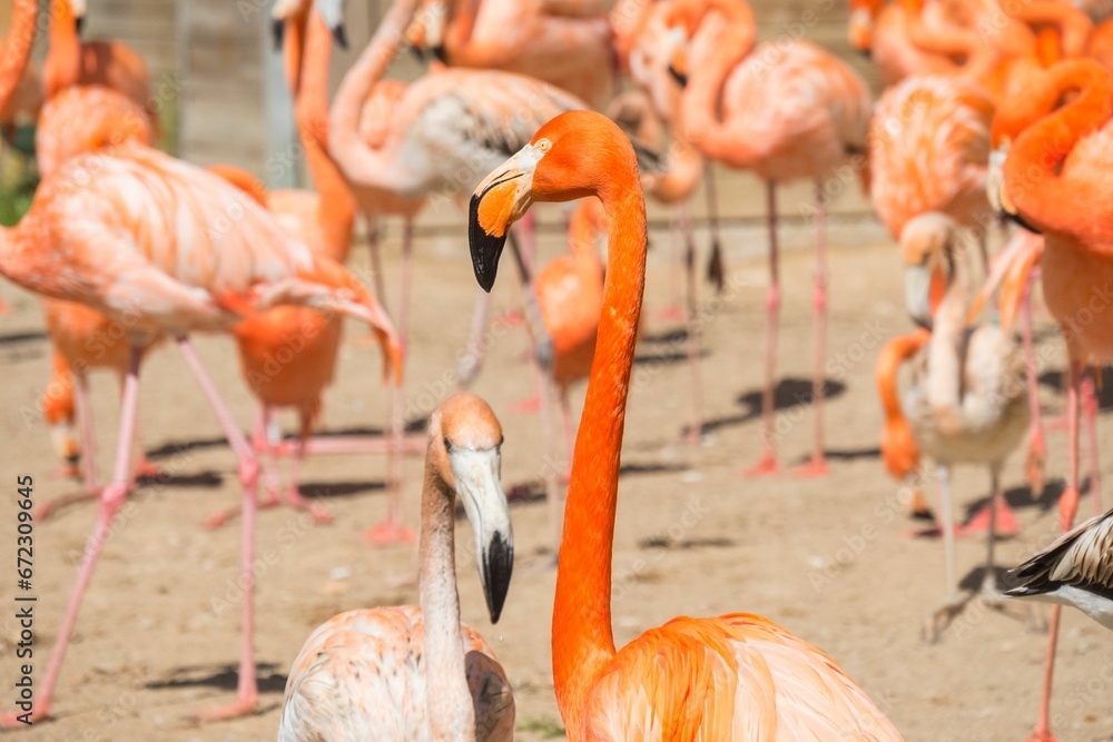 Closeup of a flock of flamingos in a grassy field on a sunny day
