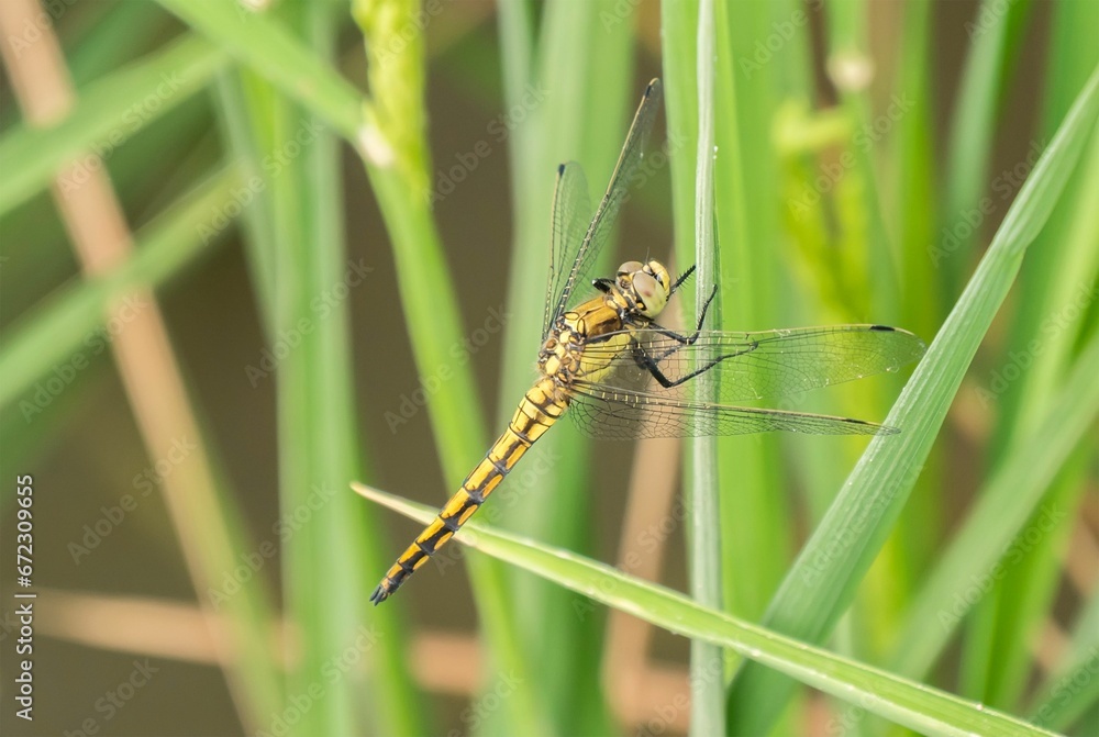 Dragonfly perched on grass in a field in the daylight Dragonfly perched on grass in a field in the daylight