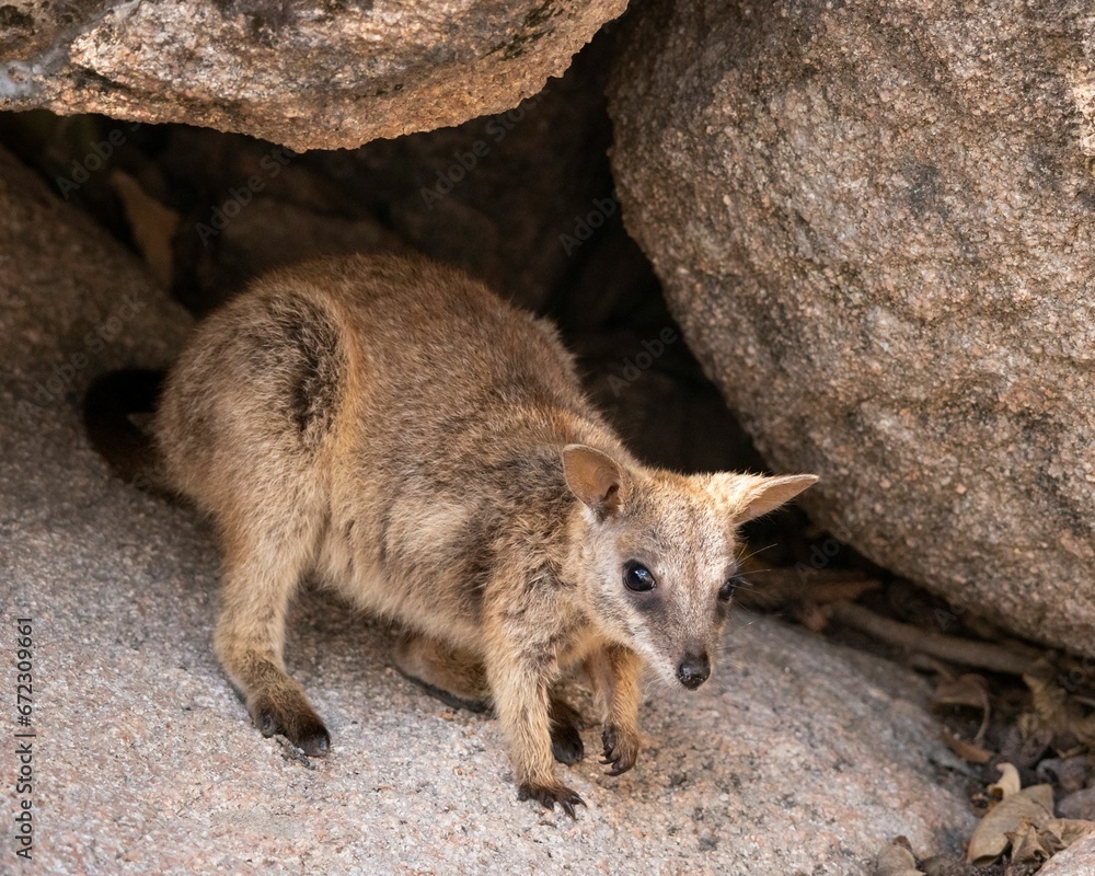 Rock wallaby at Geoffrey Bay on Magnetic Island in Townsville Rock wallaby at Geoffrey Bay on Magnetic Island in Townsville