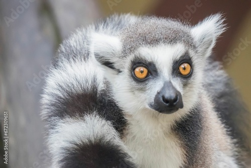 Close-up shot of a Lemur with large, bright yellow eyes in a zoo