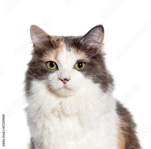 Close-up of Mixed-breed cat, cut out © Eric Isselée