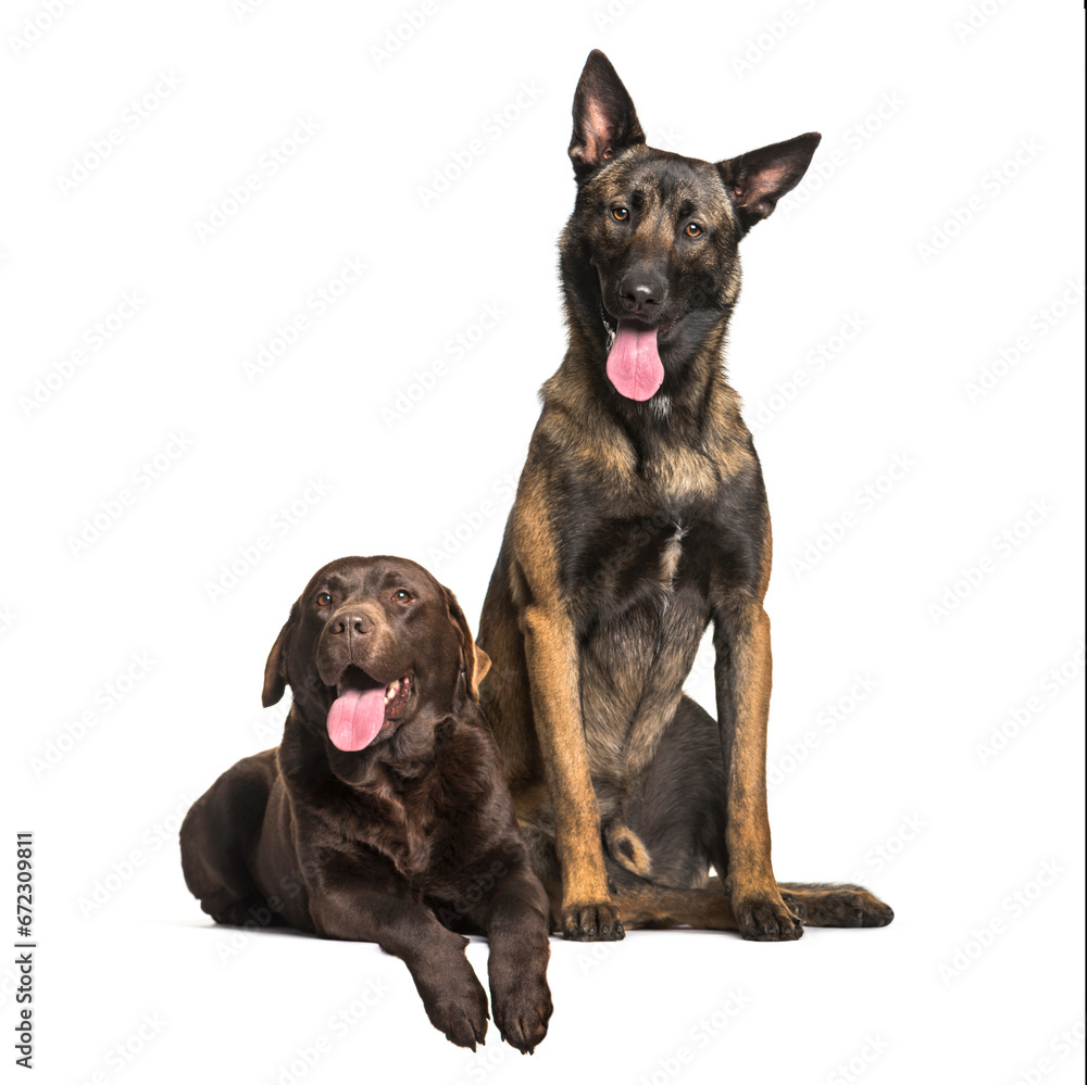 Labrador and Malinois dogs panting, cut out