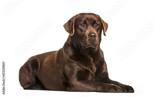 Labrador dog lying  cut out