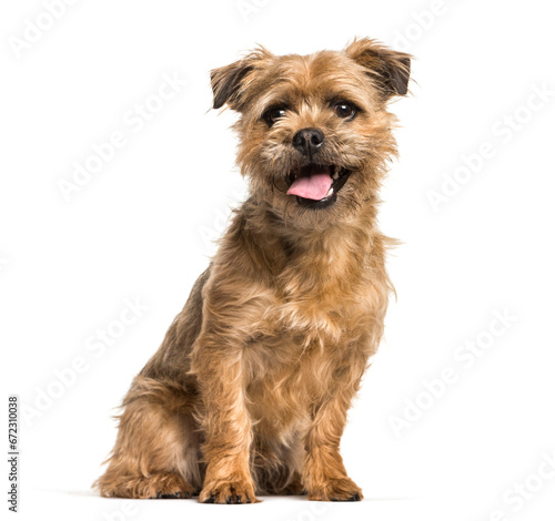 Mixed-breed dog sitting and panting, cut out
