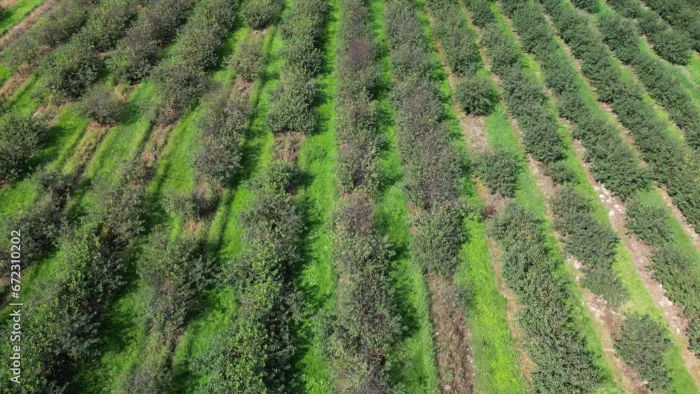 aerial view of an orchard farm,Subcarpathian, Poland aerial view of an orchard farm,Subcarpathian, Poland