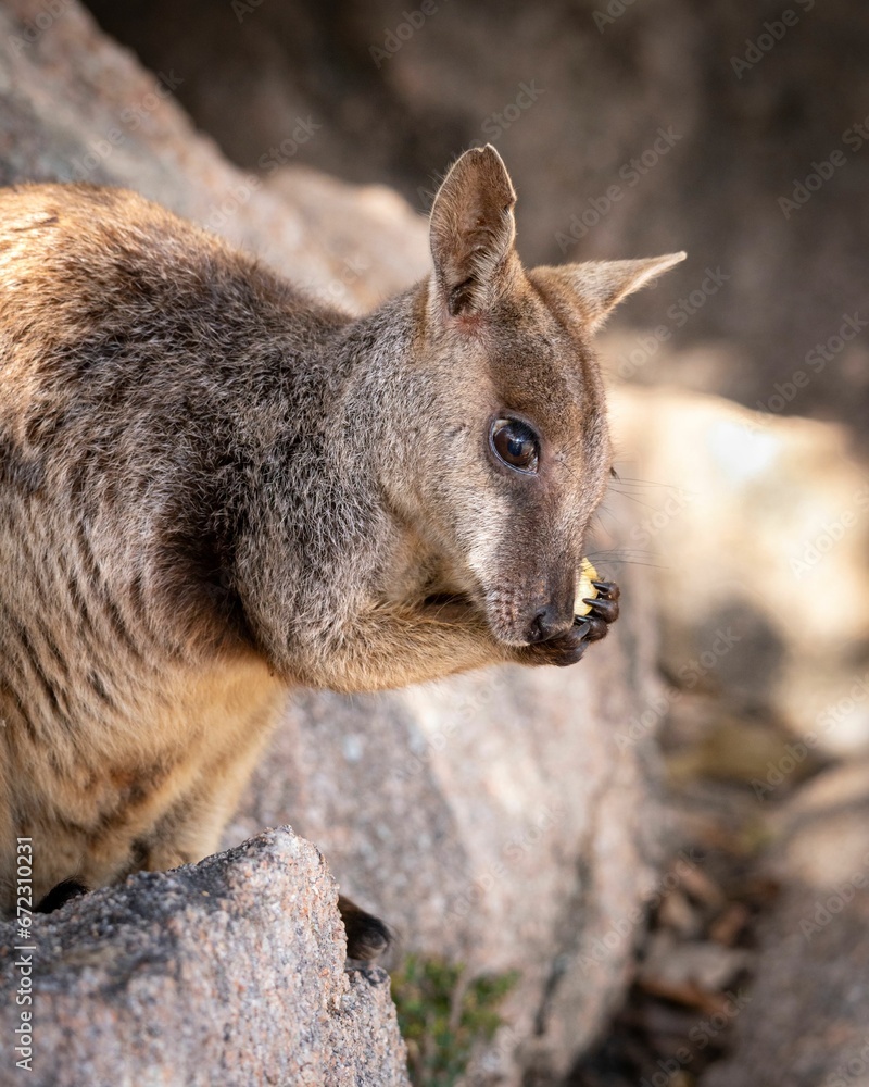 Rock Wallaby perched atop a rocky outcrop at Geoffrey Bay on Magnetic Island in Queensland Australia Rock Wallaby perched atop a rocky outcrop at Geoffrey Bay on Magnetic Island in Queensland Australia