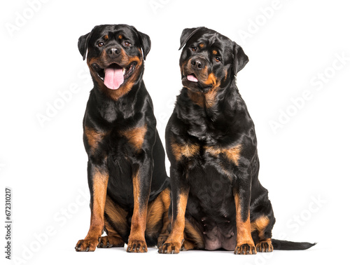 Rottweiler dogs sitting and panting  cut out