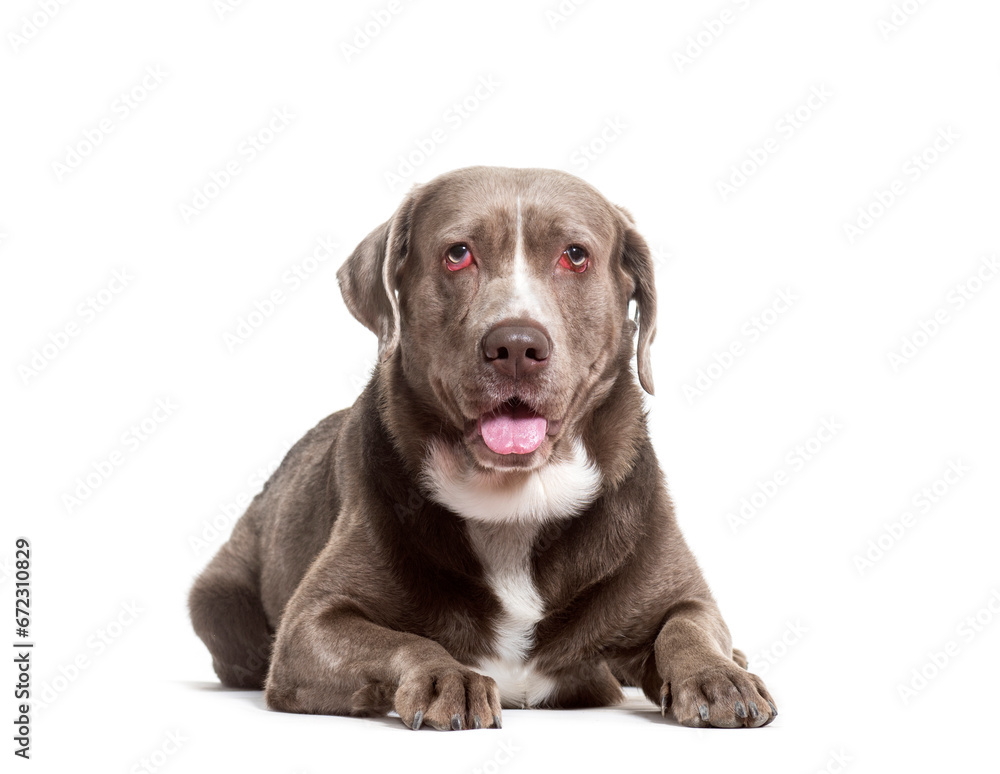 Mixed-breed dog lying and panting, cut out