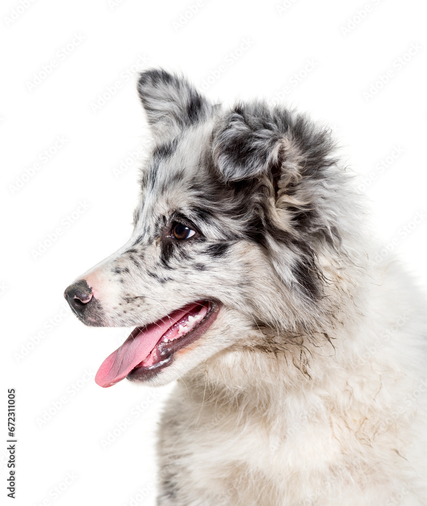 Close-up of border Collie dog panting, cut out Close-up of border Collie dog panting, cut out