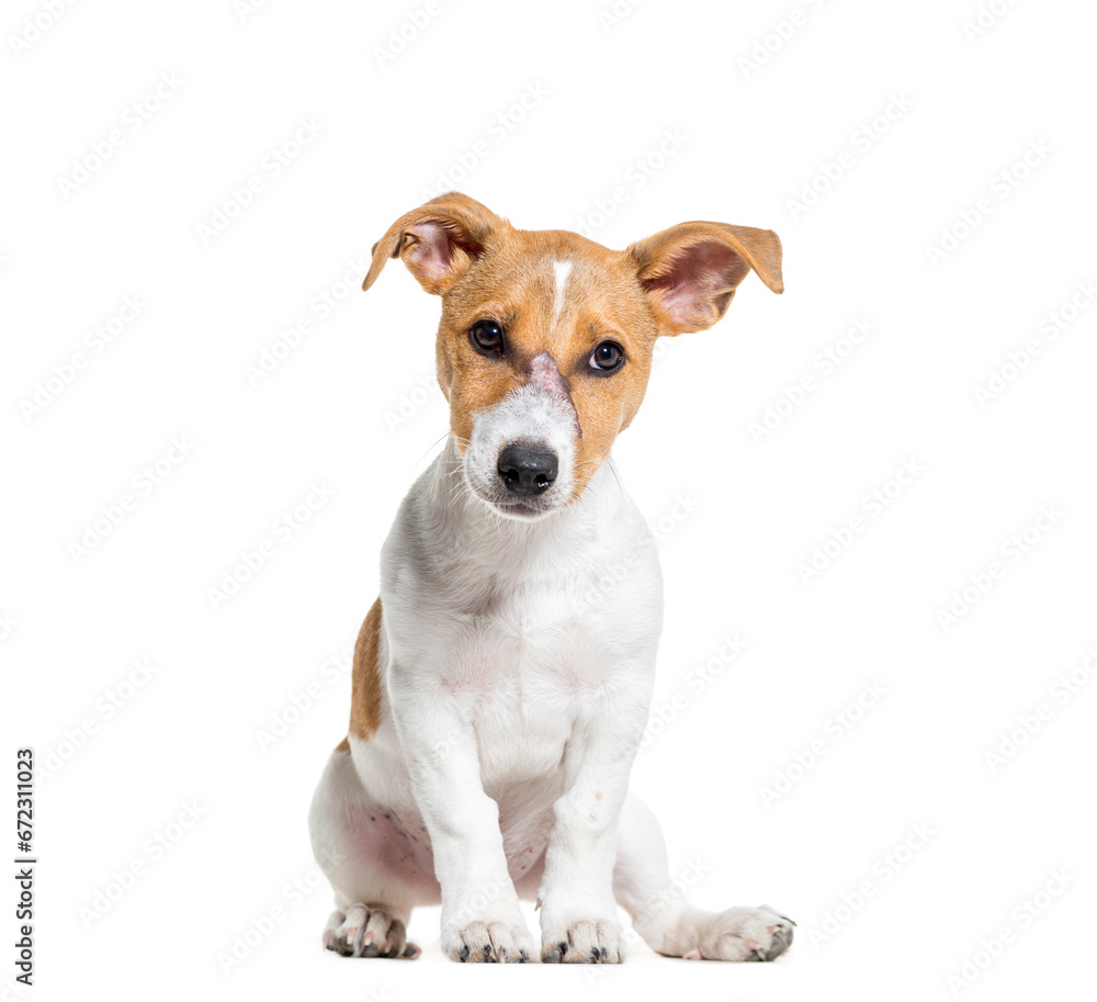 Jack Russel terrier dog sitting, cut out