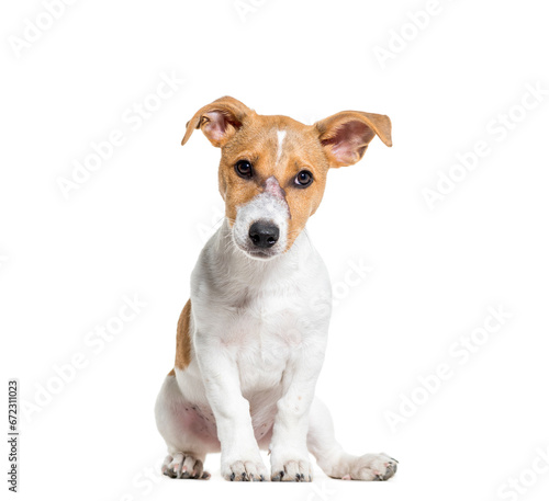 Jack Russel terrier dog sitting, cut out © Eric Isselée