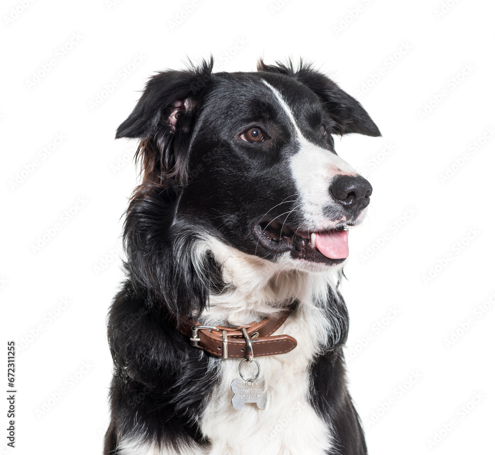 Close-up of border Collie dog panting, cut out