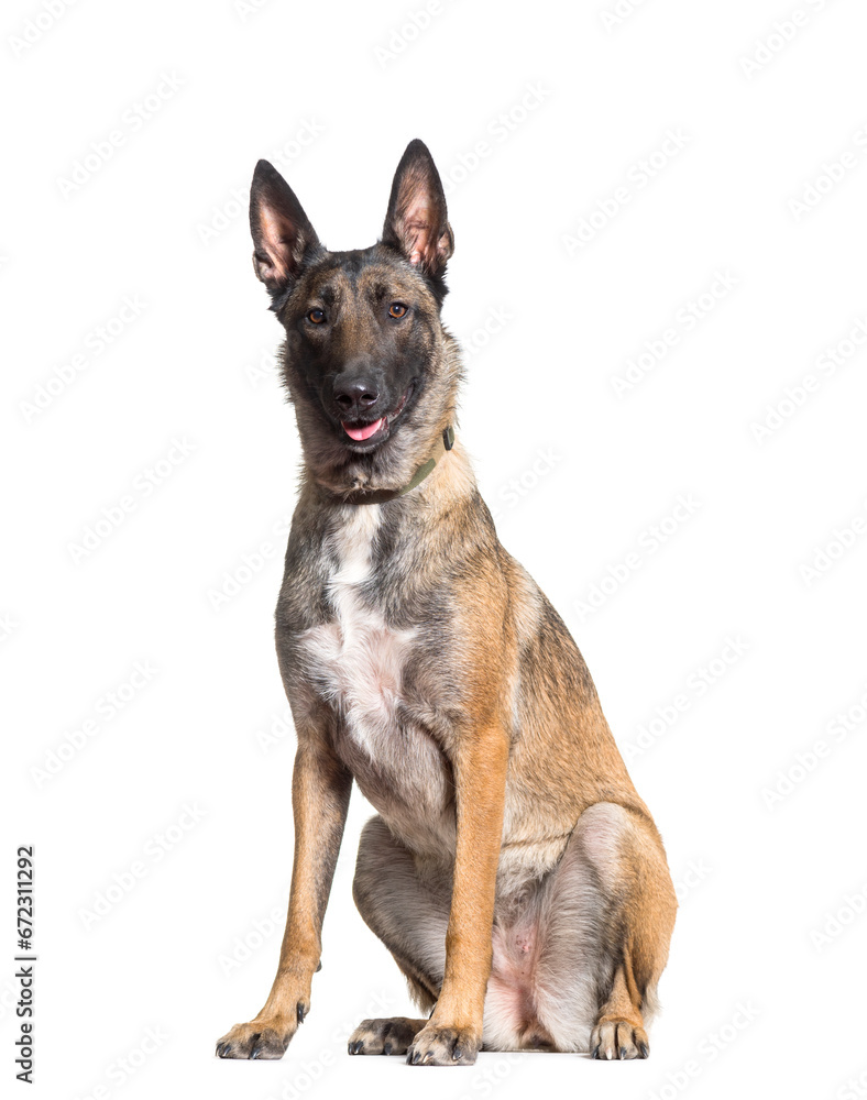 Malinois dog sitting, cut out