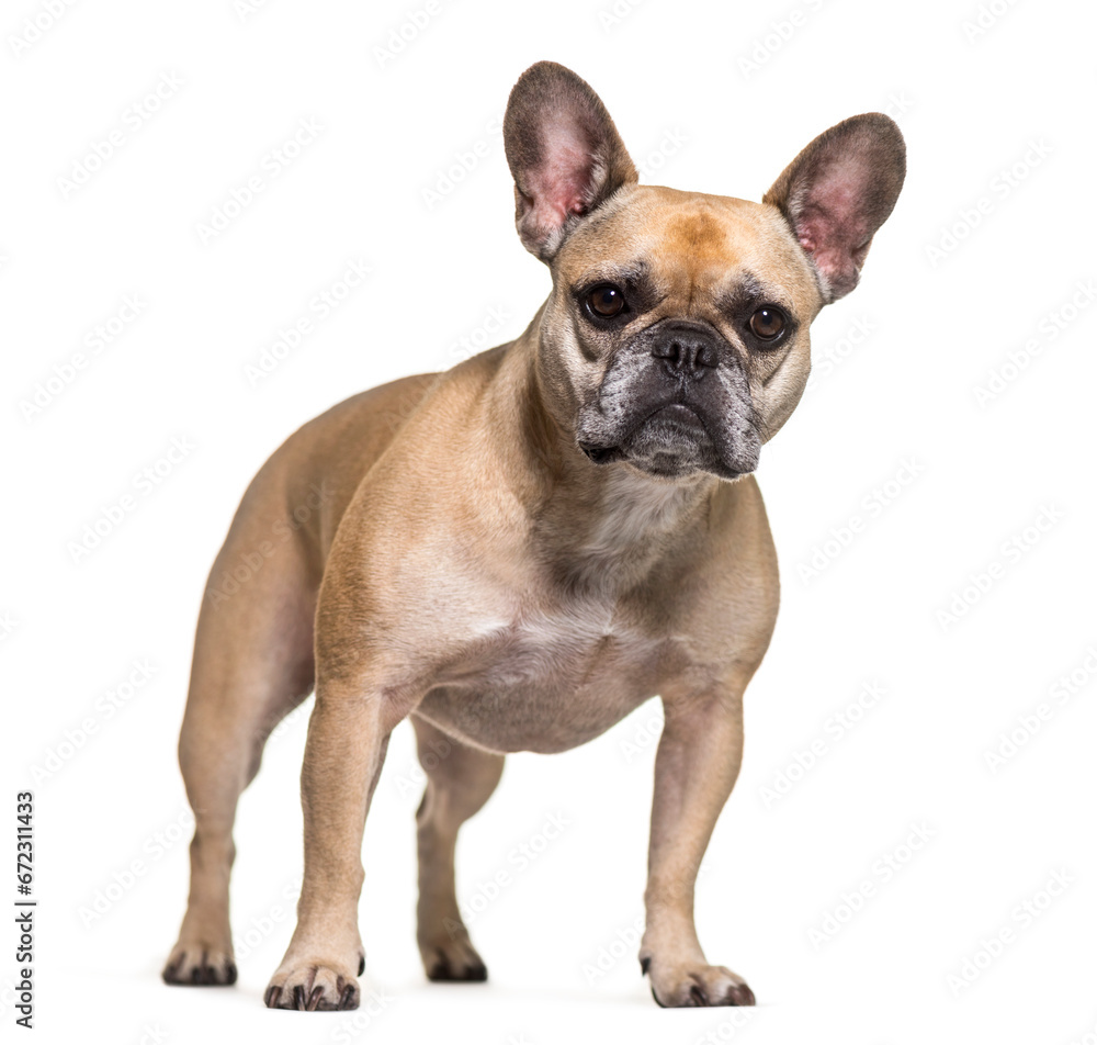 French bulldog dog standing, cut out