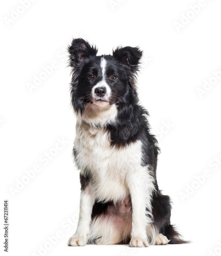 Border Collie dog sitting, cut out