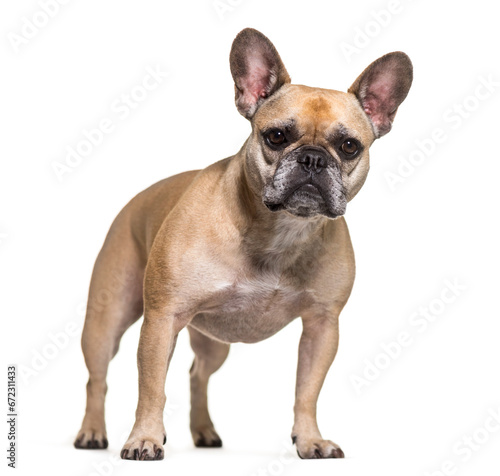 French bulldog dog standing  cut out