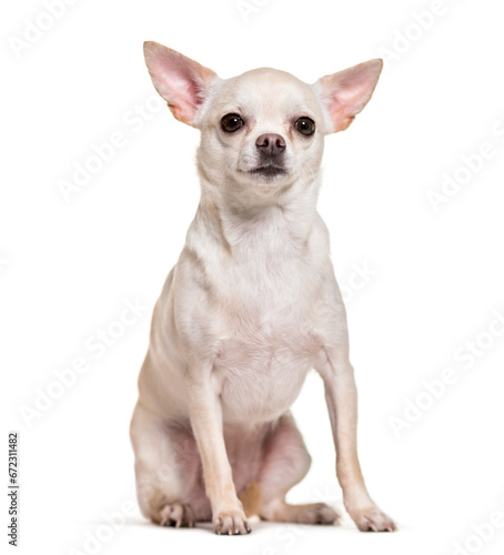 Chihuahua dog sitting, cut out © Eric Isselée