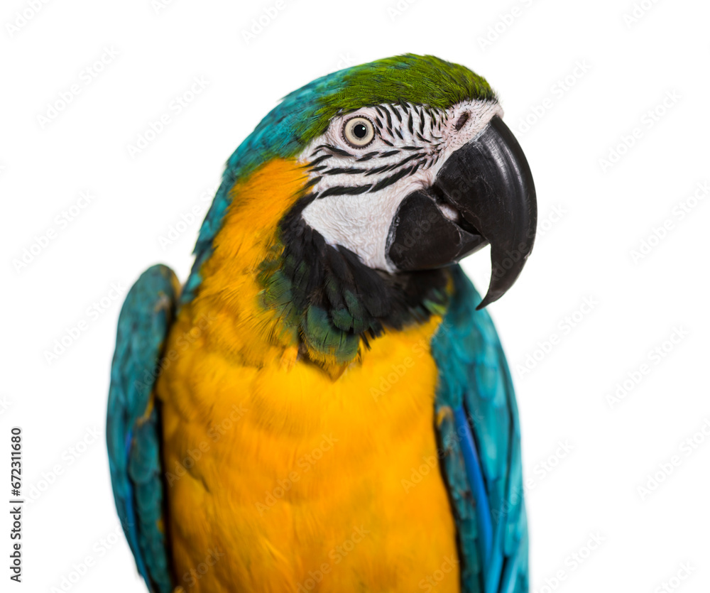 Close-up of Blue-and-yellow macaw, cut out