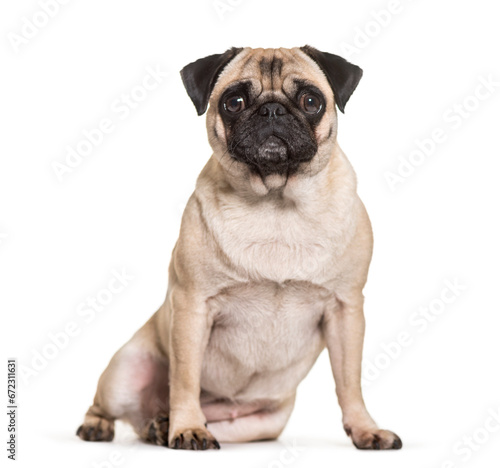 Pug dog sitting, cut out © Eric Isselée