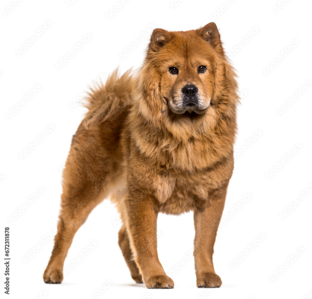 Chow-chow dog standing, cut out