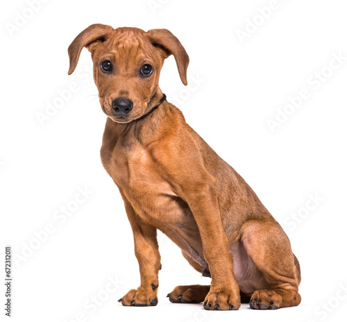 Fotografía German Pinscher dog sitting, cut out