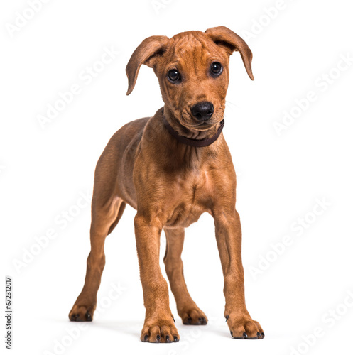 German Pinscher dog standing  cut out