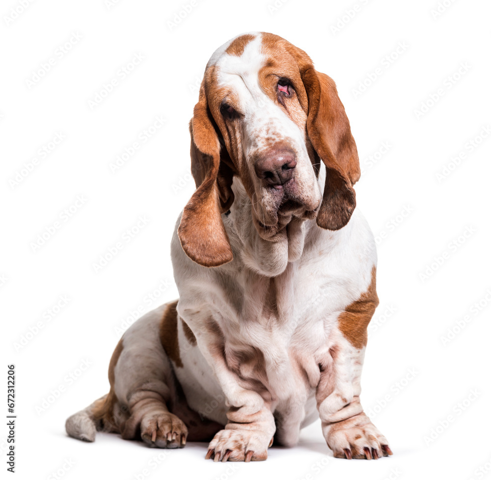 Basset Hound dog sitting, cut out