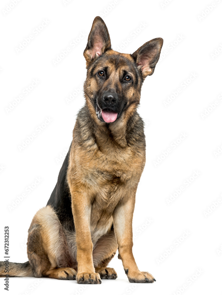 German Shepherd dog sitting and panting, cut out