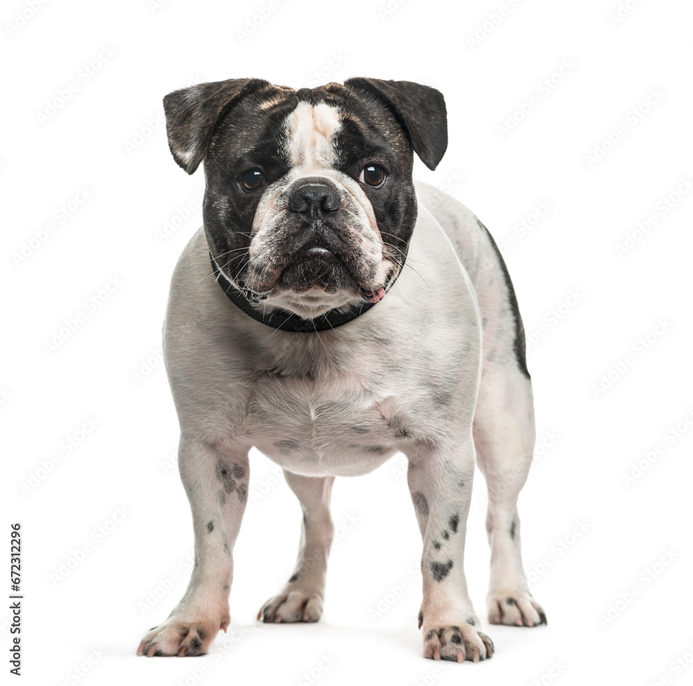 French Bulldog dog standing, cut out