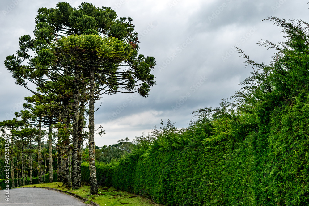 Obraz premium Araucárias