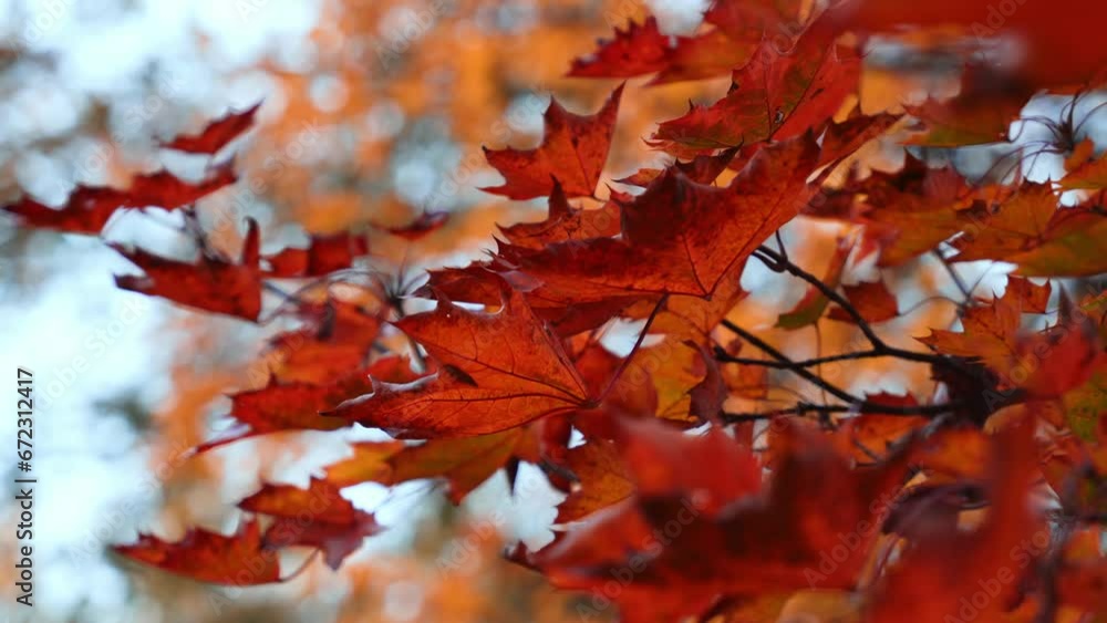 Beautiful maple leaves in autumn park. Cinematic shot of golden tree leaves swaying in the winds
Beautiful maple leaves in autumn park. Cinematic shot of golden tree leaves swaying in the winds