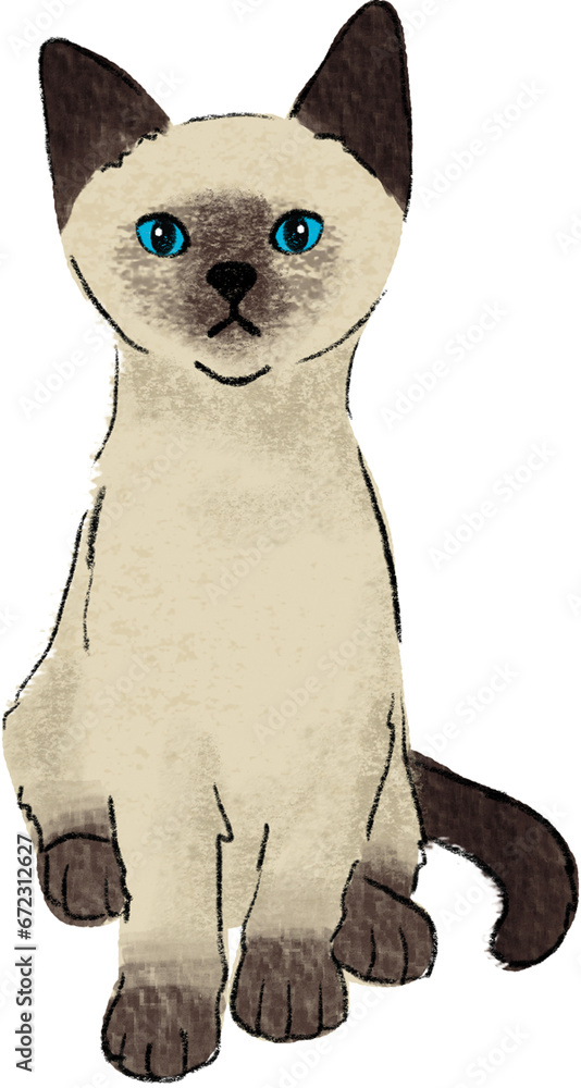 hand drawn cartoon of siamese cat, color pencil drawing of kitten a house hold pet