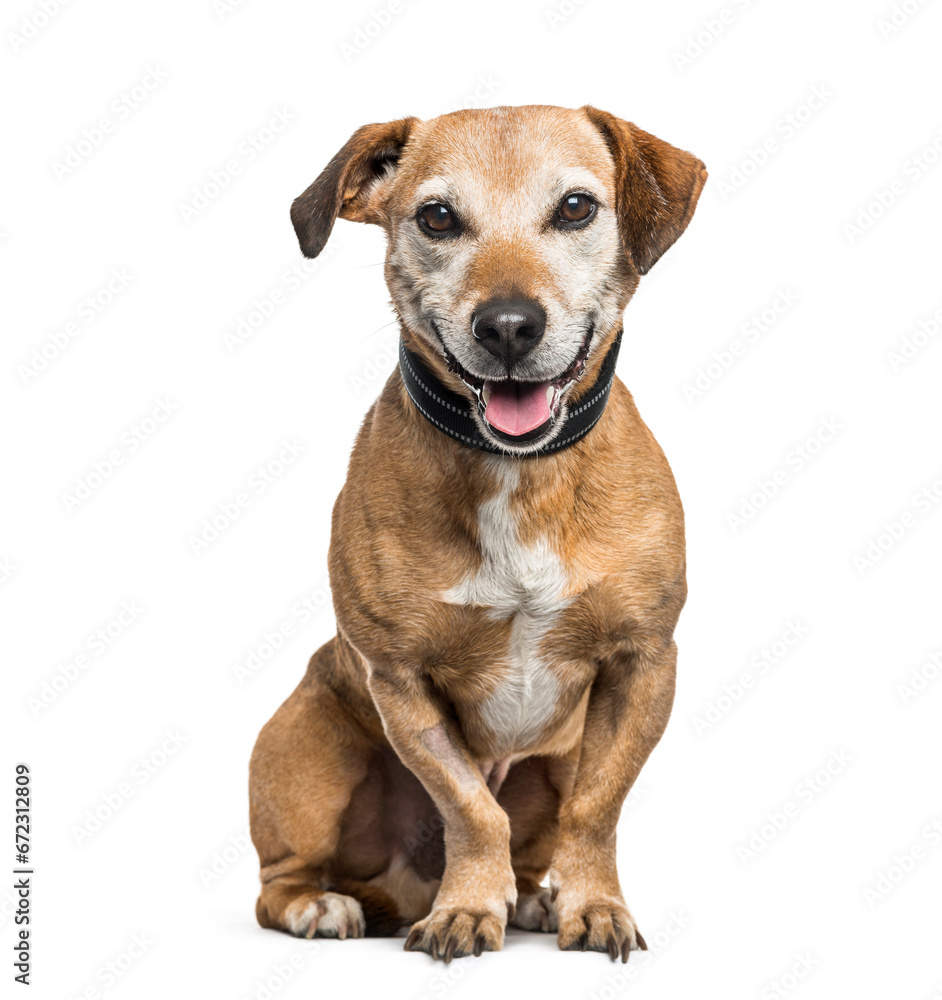 Mixed-breed dog sitting and panting, cut out