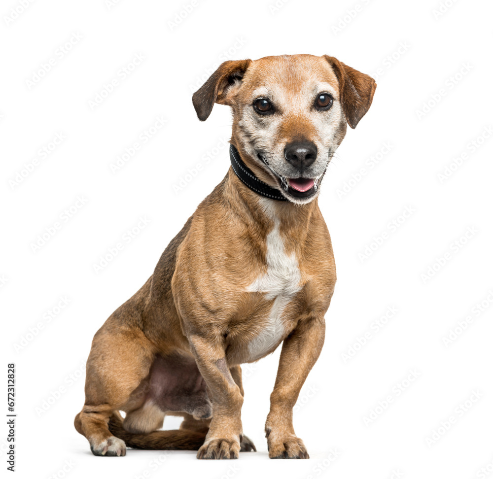 Mixed-breed dog sitting and panting, cut out Mixed-breed dog sitting and panting, cut out