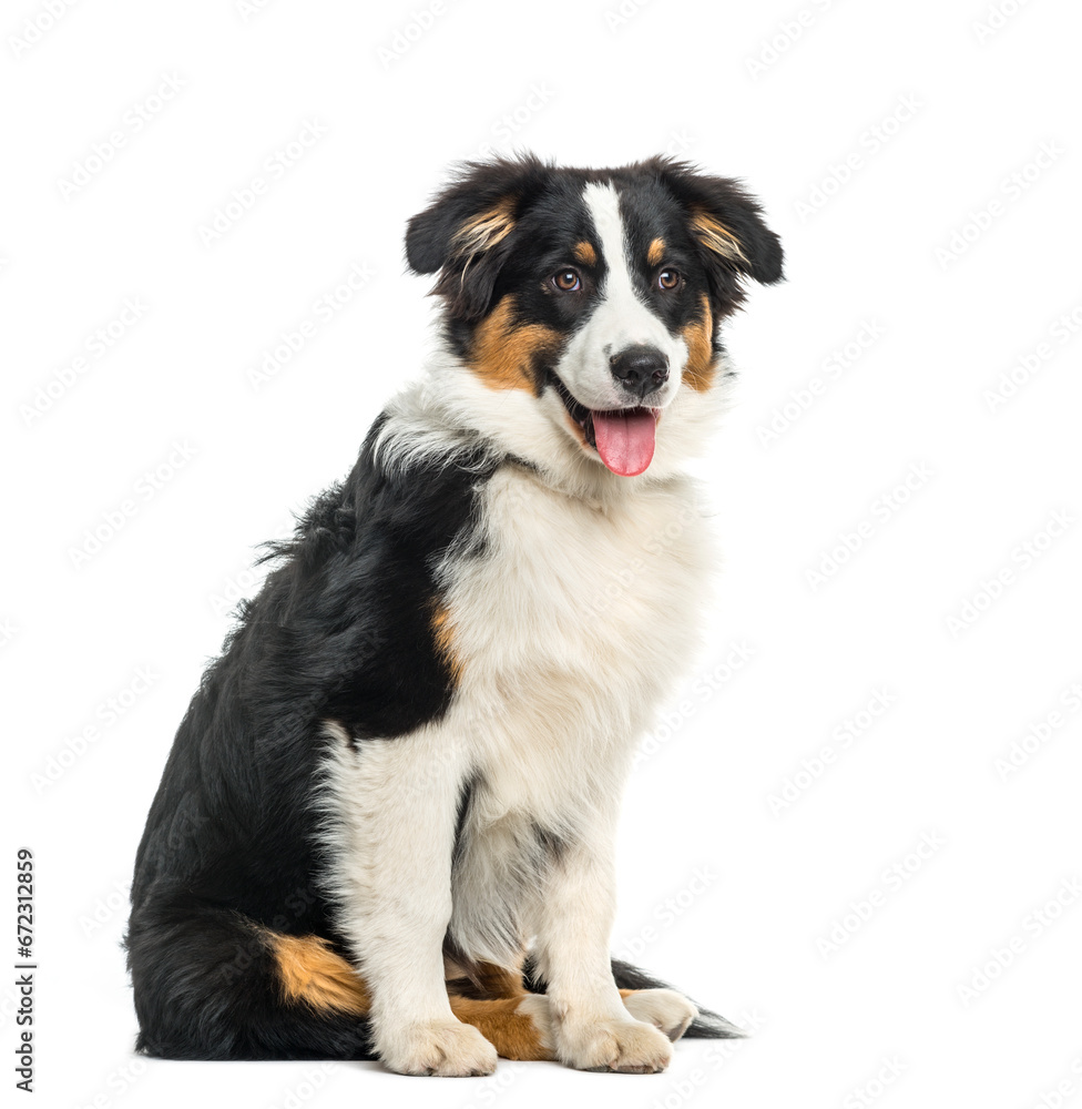 Puppy australian Shepherd sitting and panting, cut out